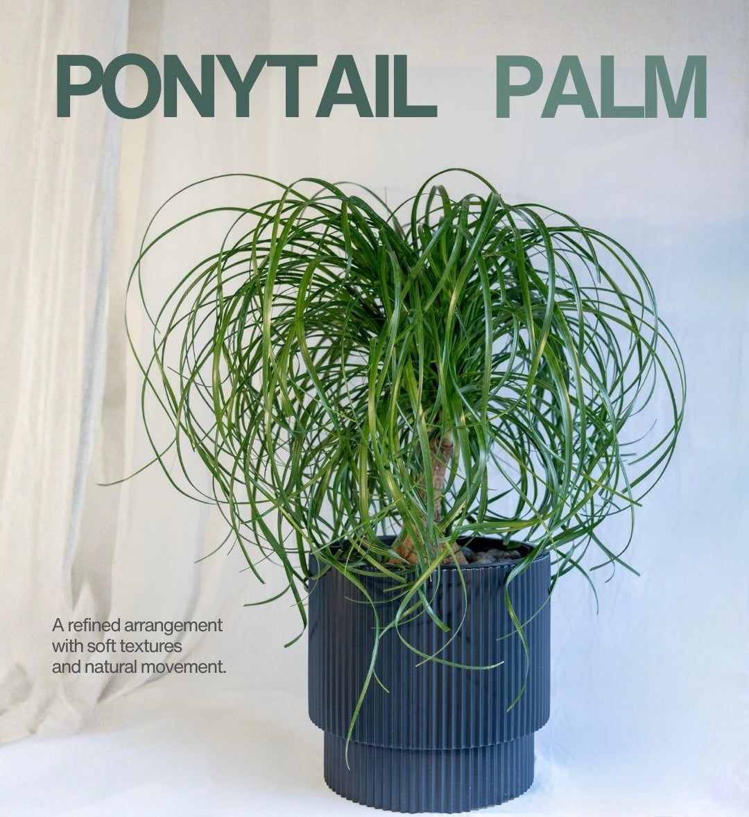 Ponytail Palm – MistyBlue Flowers