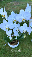 Mother's Day Flower Gift - Orchid Plant Gift