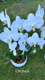 Mother's Day Flower Gift - Orchid Plant Gift