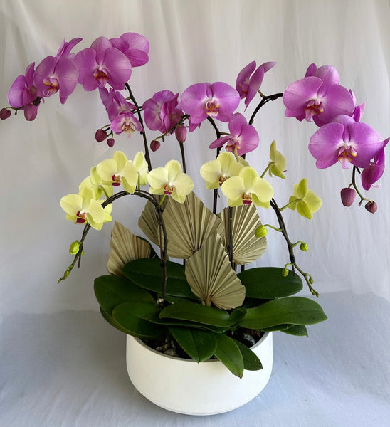 Mother's Day Flower Gift - Orchid Plant Gift