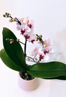 Mother's Day Flower Gift - Orchid Plant Gift