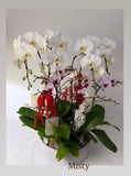 Orchid Plant Gift