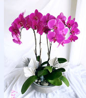 Mother's Day Flower Gift - Orchid Plant Gift