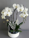 Orchid Plant Gift