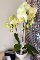 Mother's Day Flower Gift - Orchid Plant Gift