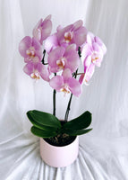 Mother's Day Flower Gift - Orchid Plant Gift