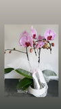 Mother’s Day Special Orchid Gift / 3 left