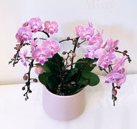 Mother's Day Flower Gift - Orchid Plant Gift