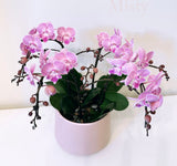 Mother's Day Flower Gift - Orchid Plant Gift