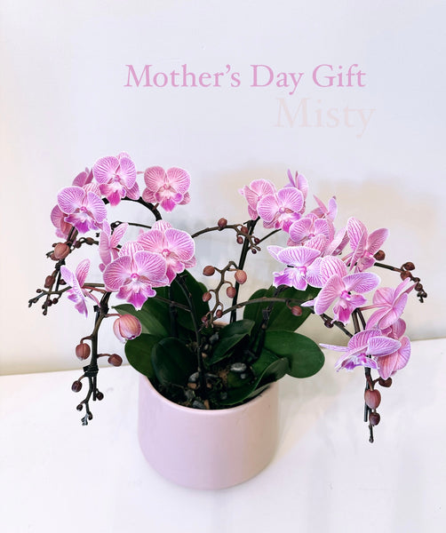 Mother’s Day Orchid Plant Gift