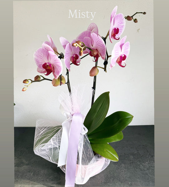 Mother’s Day Special Orchid Gift / 3 left