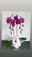 Mother’s Day Special Orchid Gift / 3 left