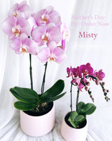 Mother's Day Flower Gift - Orchid Plant Gift