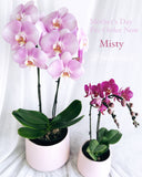 Mother's Day Flower Gift - Orchid Plant Gift