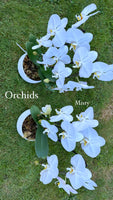 Mother's Day Flower Gift - Orchid Plant Gift