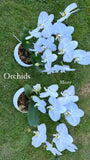 Mother's Day Flower Gift - Orchid Plant Gift