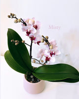 Mother's Day Flower Gift - Orchid Plant Gift
