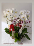 Orchid Plant Gift