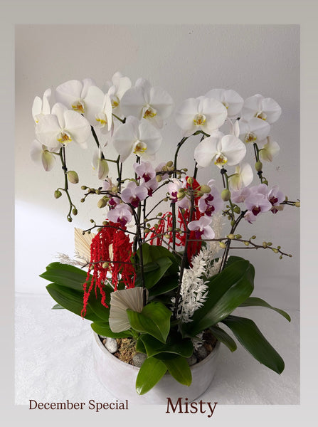 Orchid Plant Gift