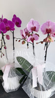 Mother’s Day Special Orchid Gift / 3 left