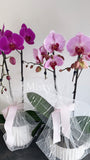 Mother’s Day Special Orchid Gift / 3 left