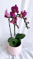 Mother's Day Flower Gift - Orchid Plant Gift