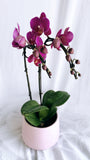 Mother's Day Flower Gift - Orchid Plant Gift