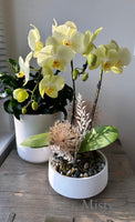 Mother's Day Flower Gift - Orchid Plant Gift