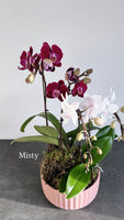 Mother’s Day Special Orchid Gift / 3 left