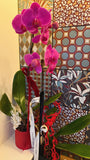 Orchid Plant Gift