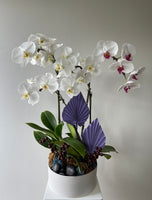 Mother's Day Flower Gift - Orchid Plant Gift