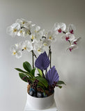 Mother's Day Flower Gift - Orchid Plant Gift