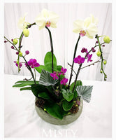 Mother's Day Flower Gift - Orchid Plant Gift
