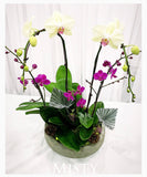 Mother's Day Flower Gift - Orchid Plant Gift