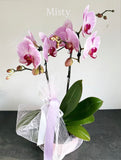 Orchid Plant Gift