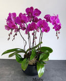 Orchid Plant Gift