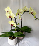 Orchid Plant Gift
