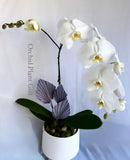 Orchid Plant Gift