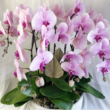 Orchid Plant Gift