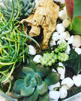 Succulent Terrarium