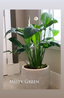 Peace Lily