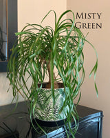 Ponytail Palm