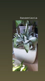 Sansevieria