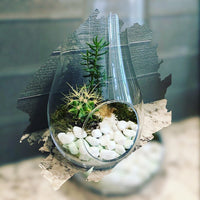 Succulent Terrarium