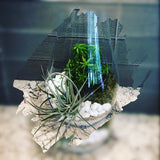 Succulent Terrarium