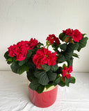 Holiday Flower Gifts