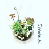Succulent Terrarium